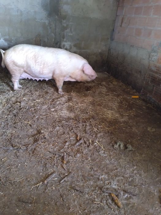 Porca 150kg boa qualidade