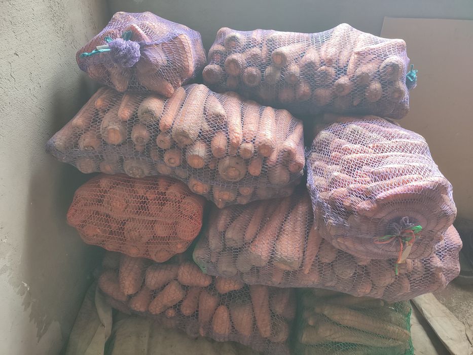 Морква домашня (Абако, Оленка)