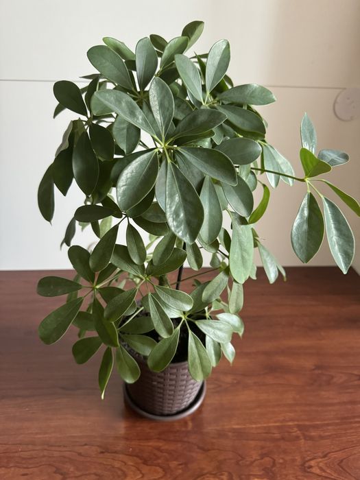 Вазон Шефлера ( Парасолькове дерево)