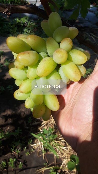 Продам черенки винограду