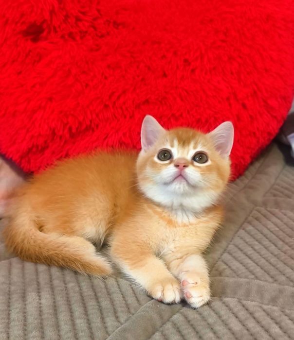 хлопчик шотландський котята котики