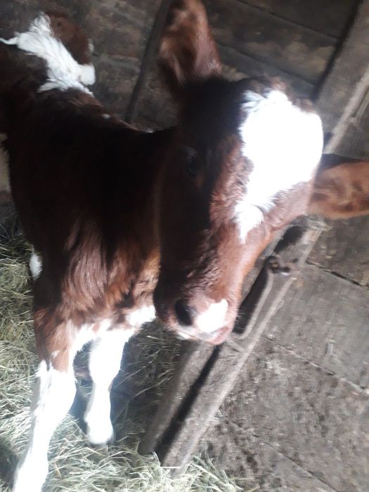 Продам теличку недорого