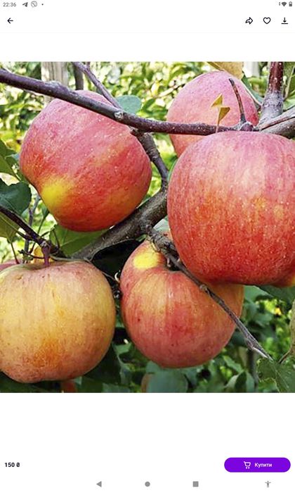 Продам сертифіковані якісні саджанці різних сортів яблуні