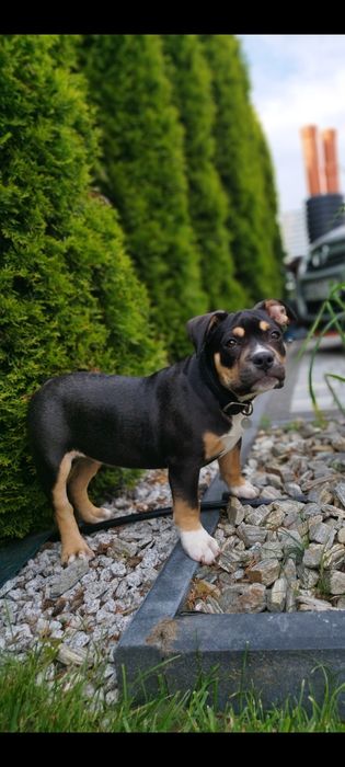 American Bully suczka