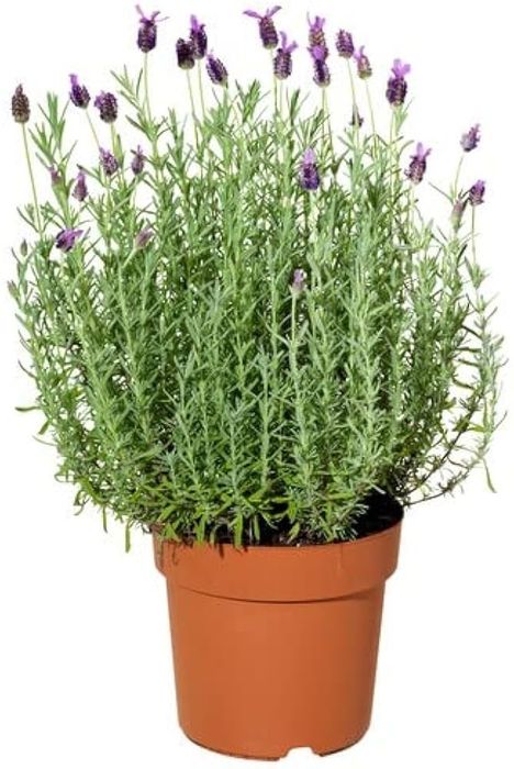 lavandula stoechas - alfazema