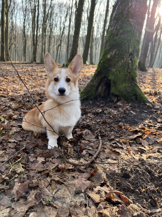 Коргі вʼязка