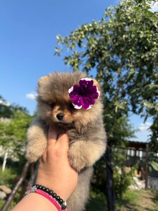 Крошка на ладошку