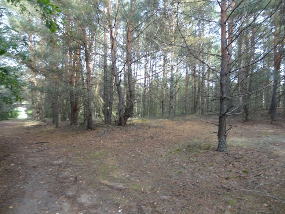 Działka w Puszczy Noteckiej - Widok 4