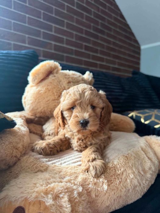 cavapoo f1b hybryda Cavapoo Pies