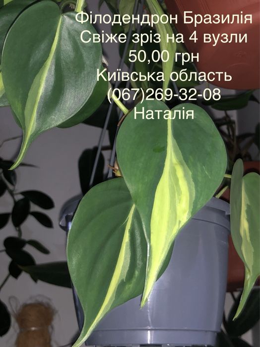 Філодендрон види