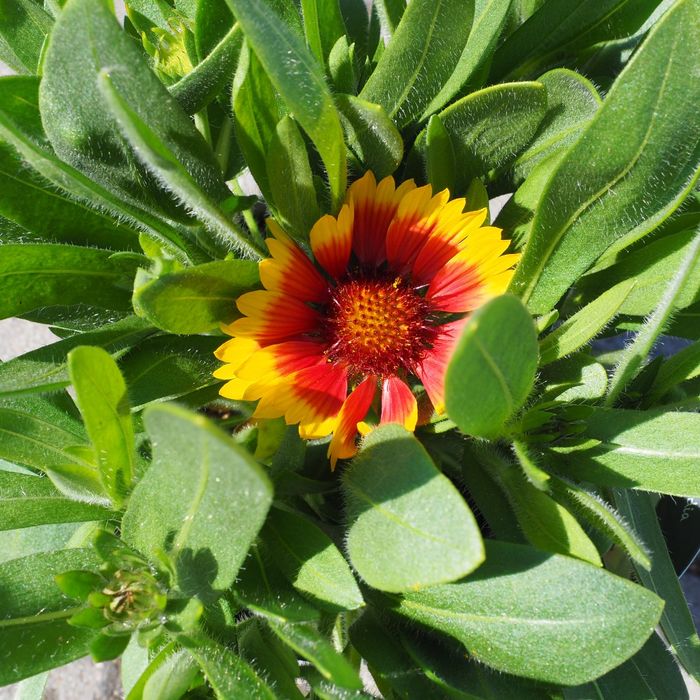 Gailardia Guapa Tango Bicolor 2L