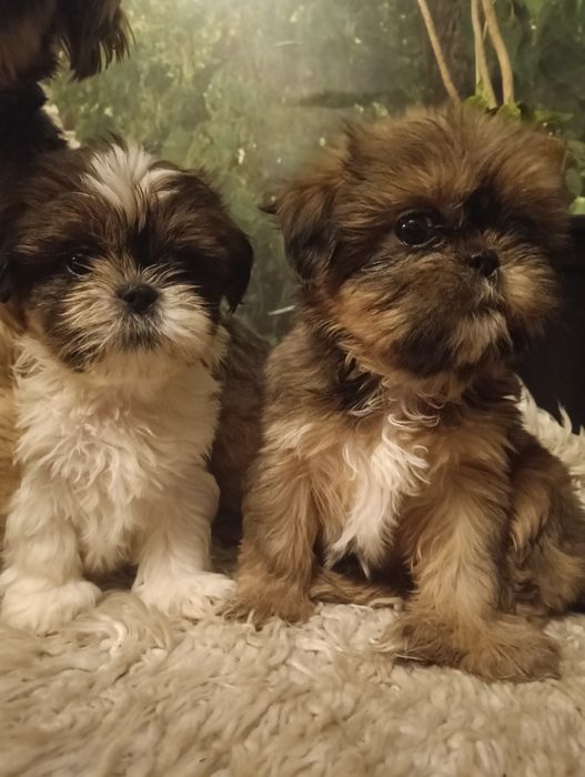 Piesek    Shih TZU