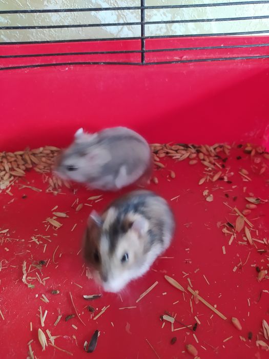 Хомячки Кременчуг