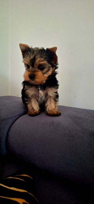 Piękna  Sunia yorkshire terrier