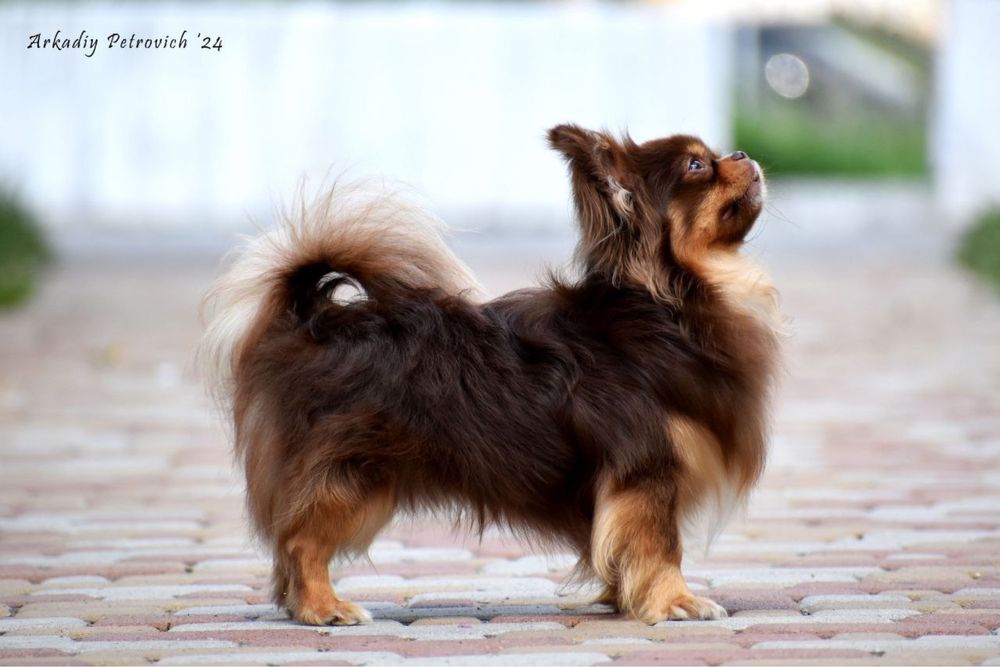 Чіхуахуа вязка