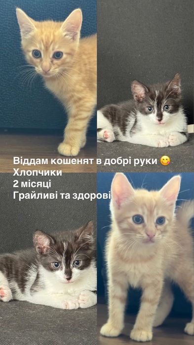 Віддам кошенят в добрі руки