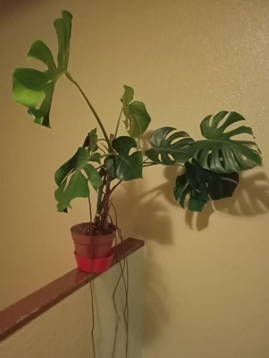 Planta costela de Adão, com 9 folhas. 
Muito bonita e saudável.