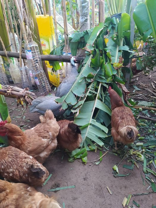 Ovos de Galinhas caseiras,  ar Livre