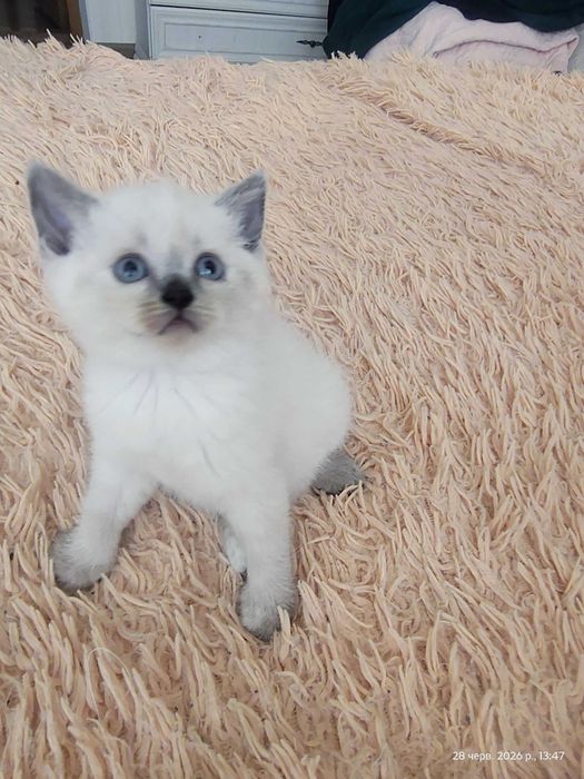 Продам  сіамських кошенят