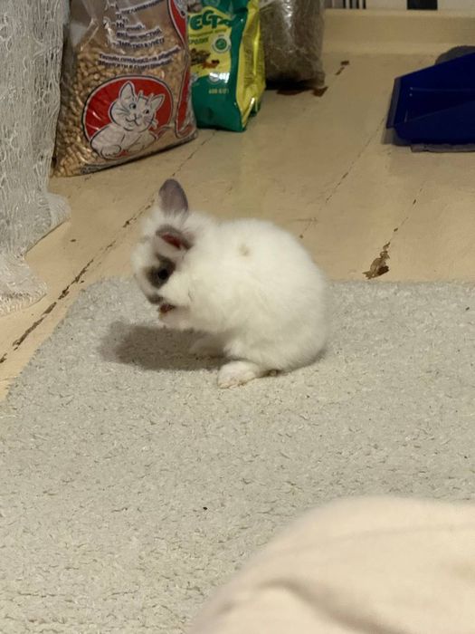 Кролик декоративний