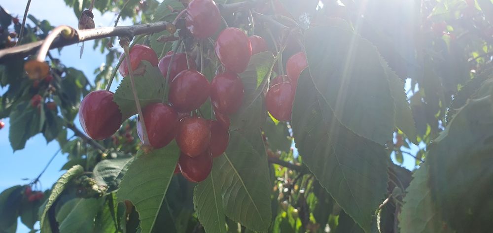 Czereśnie Świerże prosto z drzewa BIO