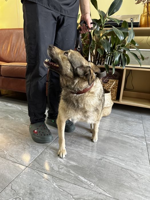 Бруня шукає дім, стерилізована