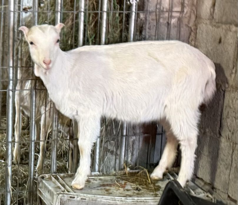 Koziołek odkarmiony mix