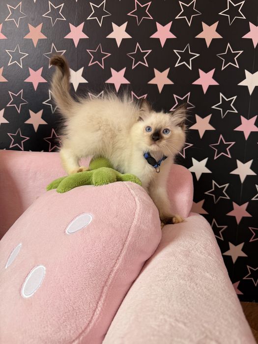 Ragdoll  Ragdolle FPL /FIFE prawdziwy rodowod Duza wyprawka