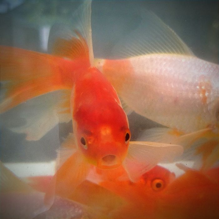 Золотые рыбки Комета, вуалевидный хвост. Рыбки в  пруд . Не тепличные