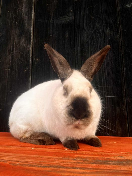 Samiec kalifornijski Hawana