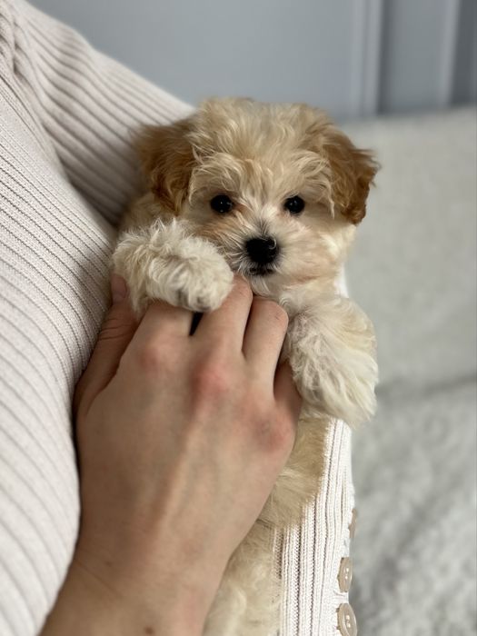 Мальчик мини мальтипу ф1