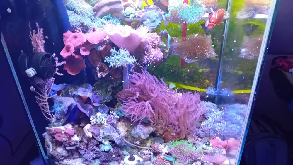 Akwarium morskie zestaw 35x35x35