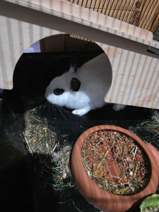 Królik królik klatka