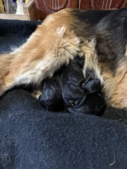 Цуценятка бронювання вівчарка