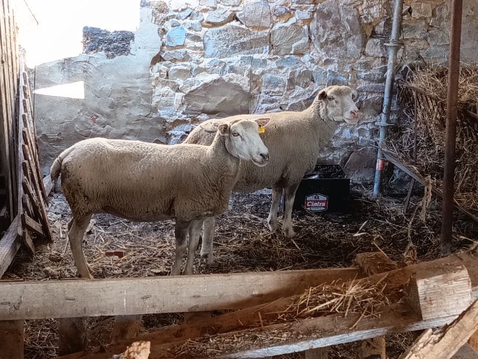 Vende -se pequenos rebanho de ovelhas