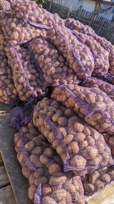 Картопля Арізона,ред-леді ,лімонка велика і насіннєва