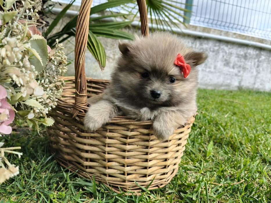 Spitz alemão anão menina