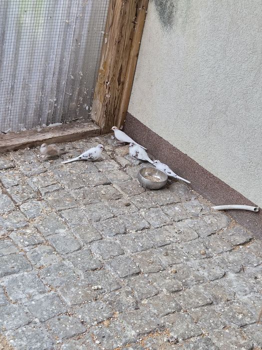 Gołąbki diamentowe