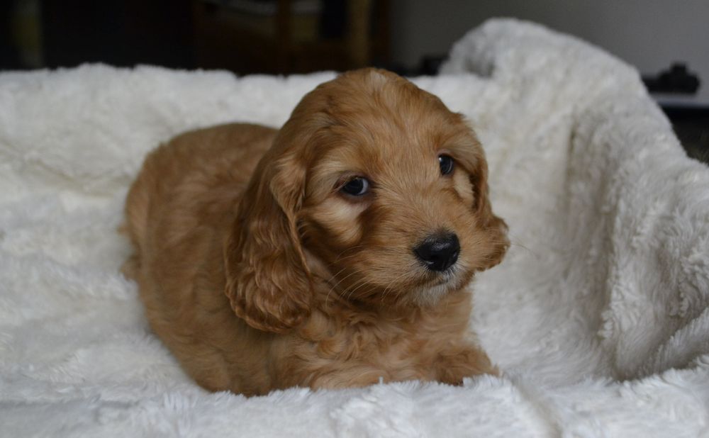 Cockapoo piesek KLEMENZ