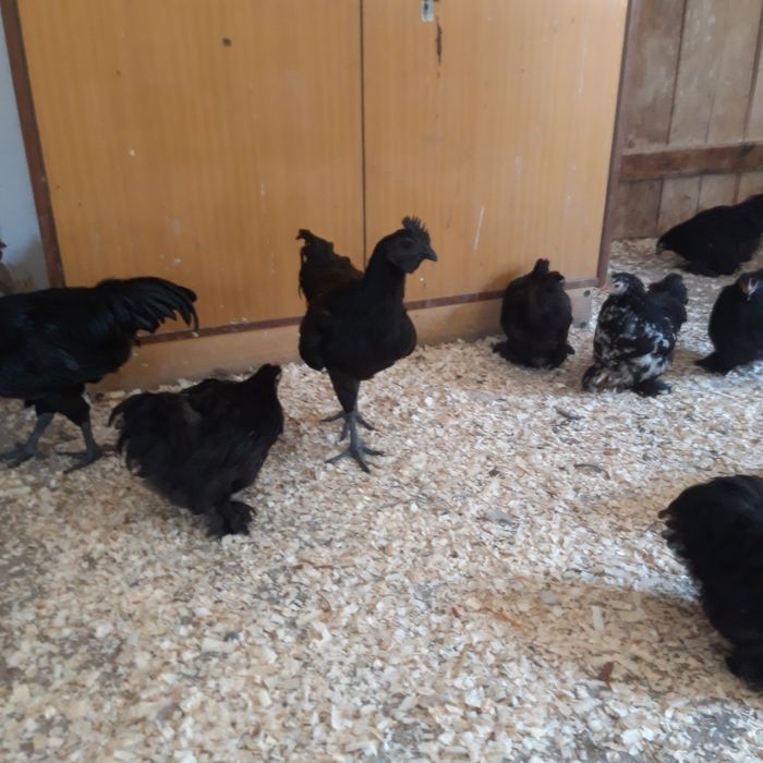 Ayam cemani  koguty