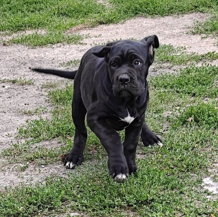 Cane Corso Italiano suczka czarna pręgowana