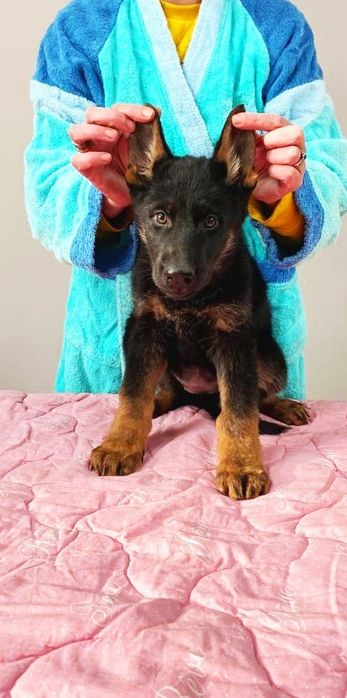 Залишилась остання дівчинка Німецької вівчарки.