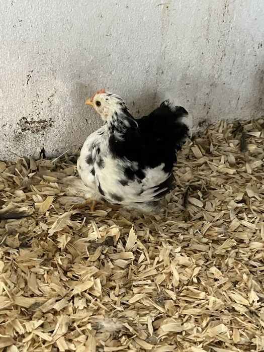 Pekin black mottled Pintos