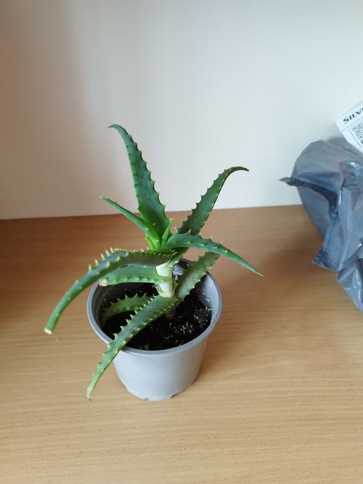 Aloes sadzonka kwiat leczniczy