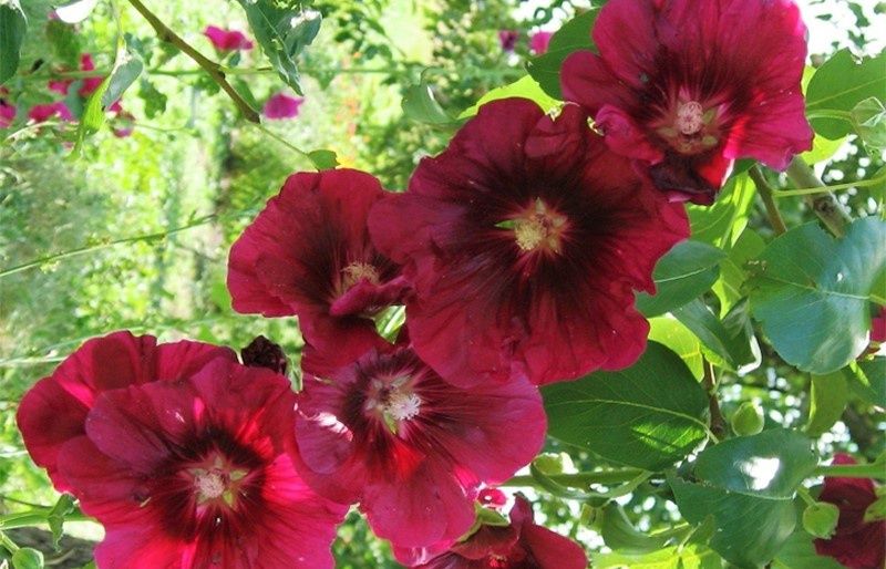 Квіти садові. кущі