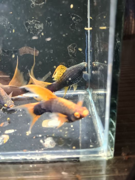 SAMICE Mieczyka HAMBURG LIRA  Xiphophorus helleri HAMBURGI