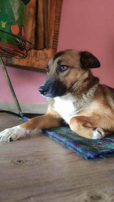 Figiel 2,5 miesięczny szczeniak szuka domu.