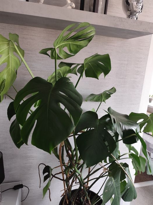 Monstera 120 cm.