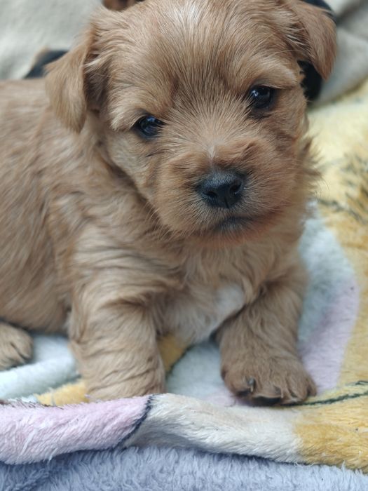 Yorkshire terrier