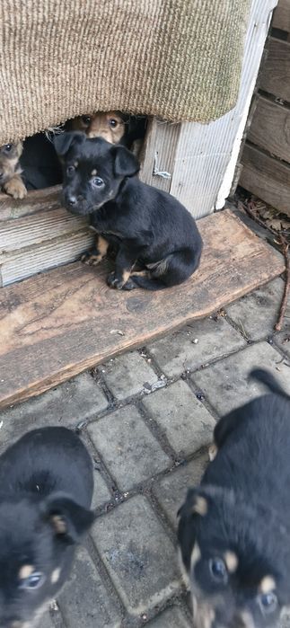 Віддам гарних цуценят тато пікінес